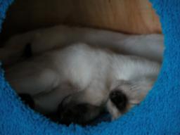 kittens - 071307 18